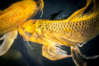 Close-up of fish swimming in sea