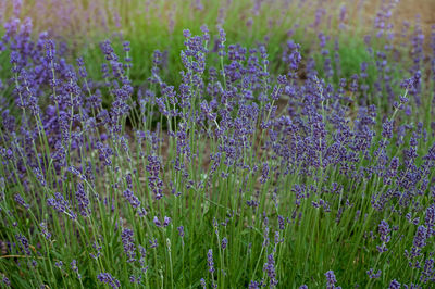 Purple flowers blooming in field
