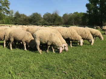 Sheep grazing in a field