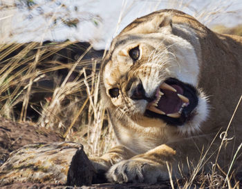 Angry lioness relaxing on field