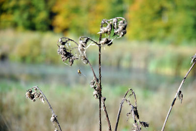 Close-up of plant