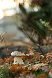 Close-up of mushroom growing on field