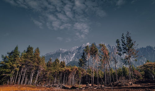 Plants growing on land against sky