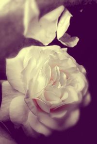 Close-up of rose blooming