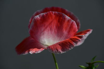 Close-up of red flower against black background