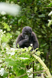 Mountain gorilla sitting in a forest