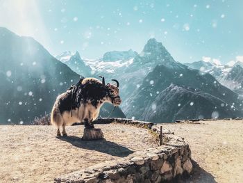 Dog standing on snow covered mountain