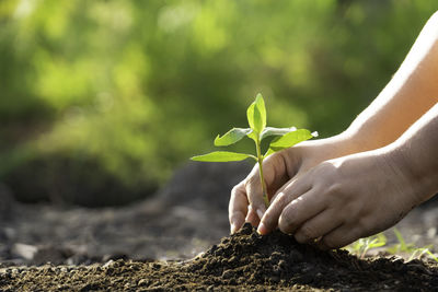 Cropped hands planting sapling