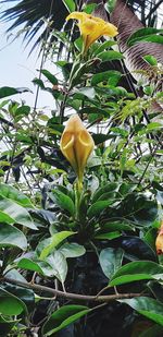 Close-up of yellow flowering plant