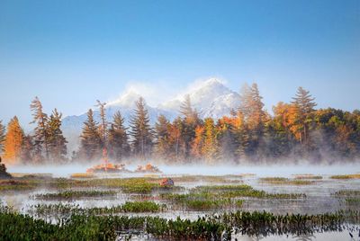 Scenic view of forest against sky during autumn