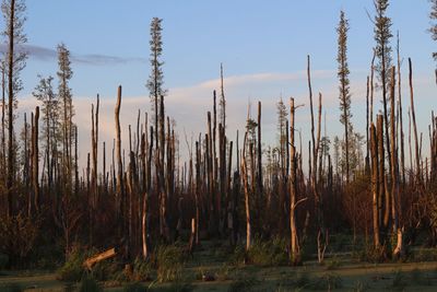 Panoramic shot of trees growing on field against sky