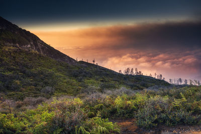 Scenic view of landscape against cloudy sky during sunset