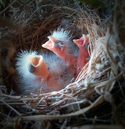 Close-up of birds in nest