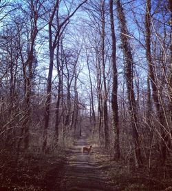 Bare trees in forest