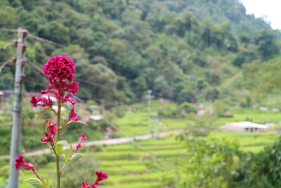 Close-up of pink flowering plants on land
