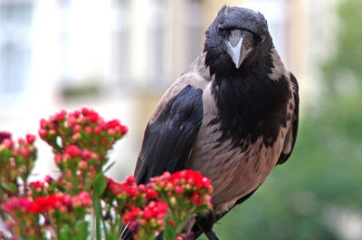 Close-up of bird perching on flower