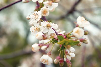 Close-up of cherry blossom