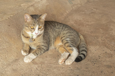 High angle view of cat resting