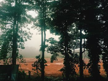 Trees in forest against sky