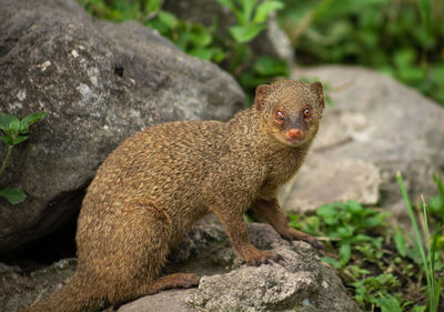 A close-up of a curious mongoose.