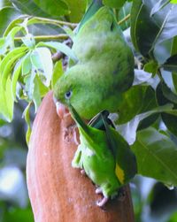 Close-up of a bird perching on branch