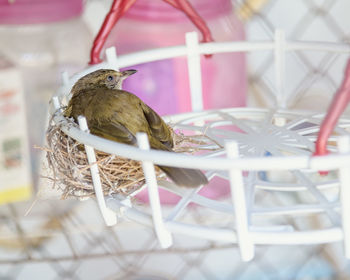 Close-up of bird perching on metal