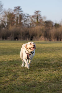 Dog running on grass