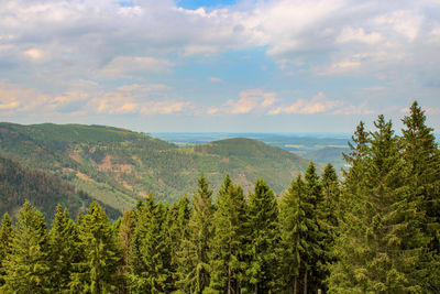 Scenic view of pine trees against sky