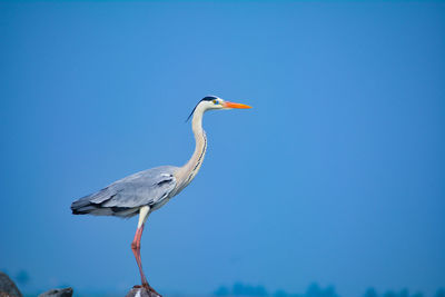 Bird perching on a blue sky