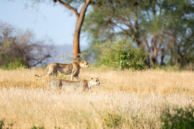 Two cats in a field