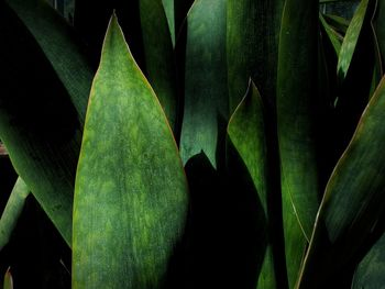 Close-up of succulent plant