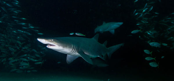 Close-up of fish swimming in sea