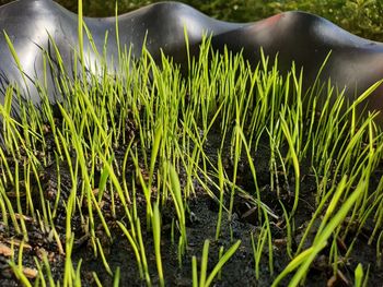 Close-up of lizard on field