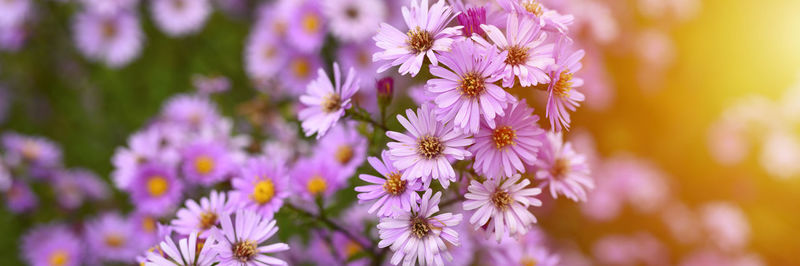 Autumn flowers aster novi-belgii vibrant light purple color in full bloom in the garden. banner