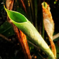 Close-up of plant