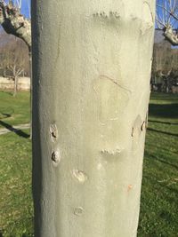 Close-up of lizard on tree