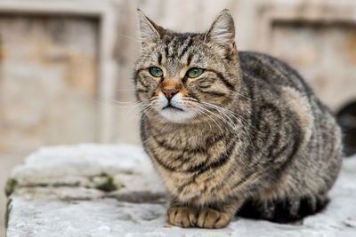 Close-up portrait of tigercat