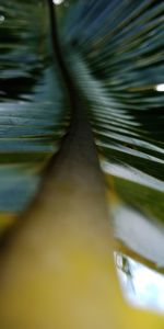 Close-up of plant by lake