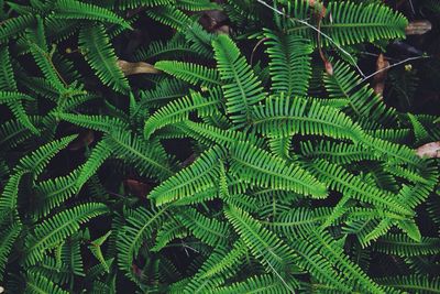 Full frame shot of leaves