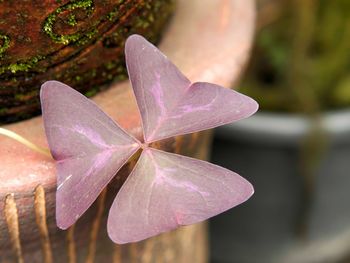 Close-up of pink leaf