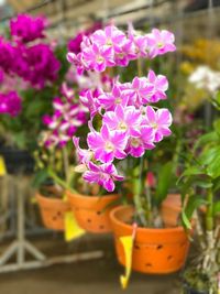 Close-up of potted plant