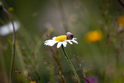 Close-up of honey bee on white flower