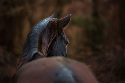 Close-up of brown horse