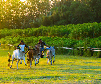 Men riding bulls on land