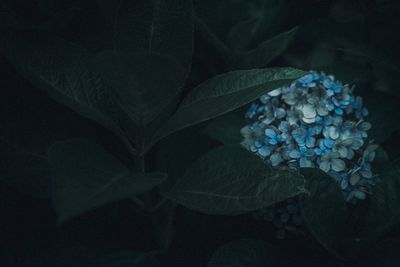 Close-up of blue flowering plant