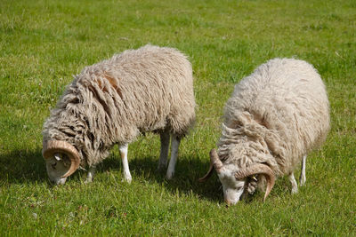 Sheep grazing in a field