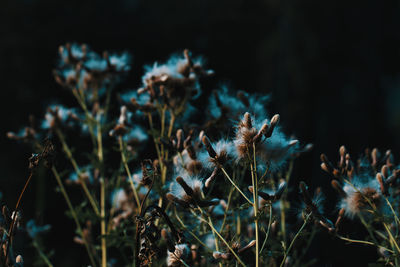 Close-up of wilted flowers on field