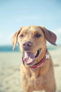 A head portrait of a yellow labrador retriever on a beach looking happy with its tongue sticking out