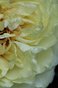 Close-up of yellow rose