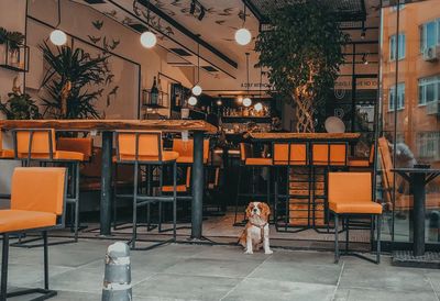 View of dog on table in cafe